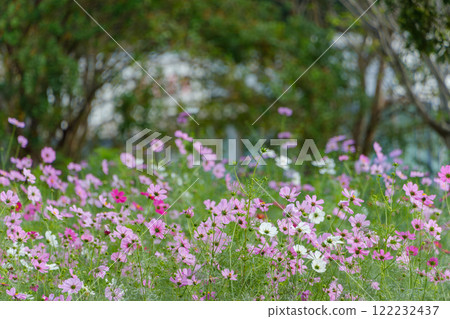 A field of blooming cosmos 122232437