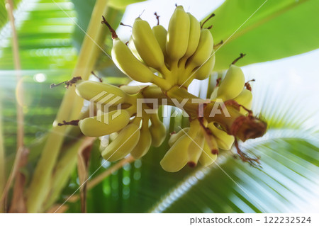 Closeup group of yellow asian bananas growing at a palm tree outdoors at sunny garden background. 122232524