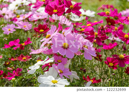 Pink and white cosmos in harmony 122232699
