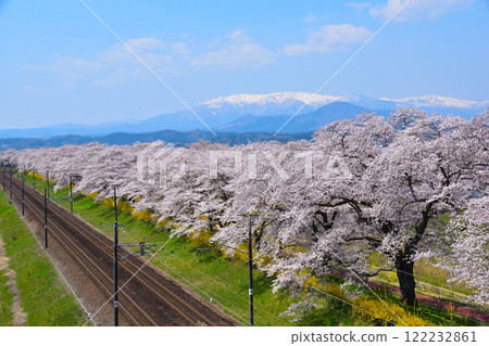 櫻花景、白石川岸、人見千本櫻 122232861