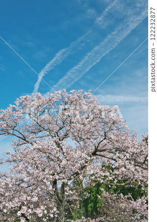 Cherry blossoms in full bloom and contrails against the blue sky (Toyofusa, Daisen Town, Tottori Prefecture) 122232877