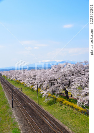 Cherry blossoms: Shiraishi River bank, One Thousand Cherry Blossoms Cherry blossoms: Shiraishi River bank, One Thousand Cherry Blossoms 122232891