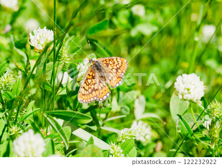 Butterfly in sunny day Butterfly in sunny day 122232922