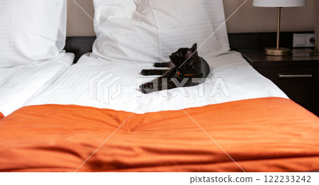 black domestic cat relaxing lying on a bed on a white sheet and a red bedspread in a hotel Traveling with pet and pet-friendly concept 122233242