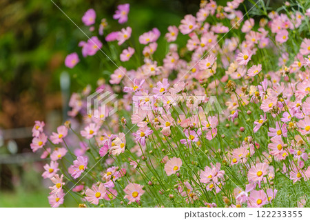 Cosmos field under the autumn sky 122233355