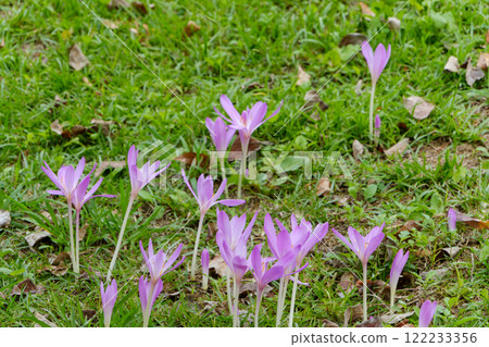 When Colchicum blooms When Colchicum blooms 122233356