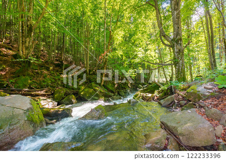 landscape with river in the beech forest. natural freshness of rapid  torrent. wild water stream among mossy rocks on a sunny day. picturesque outdoor scenery in spring season 122233396