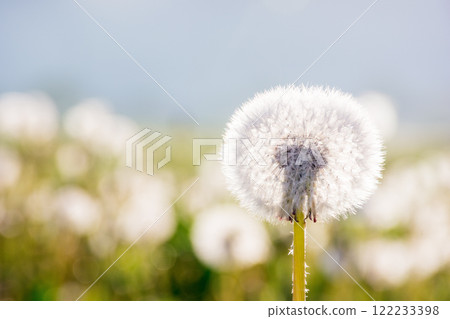 dandelion flower among the grass in morning light. idyllic floral wallpaper of countryside. fluffy seed plant in spring. blooming alpine freshness in europe dandelion flower among the grass in morning light. idyllic floral wallpaper of countryside. fluffy seed plant in spring. blooming alpine freshness in europe 122233398