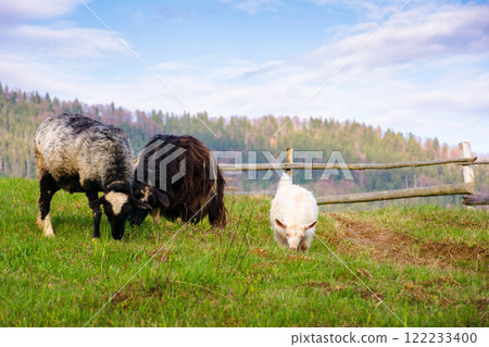 domestic goat herd on the pasture. wooden fence on the hillside. countryside mountain landscape with grassy rolling hills in evening light. alpine meadow domestic goat herd on the pasture. wooden fence on the hillside. countryside mountain landscape with grassy rolling hills in evening light. alpine meadow 122233400