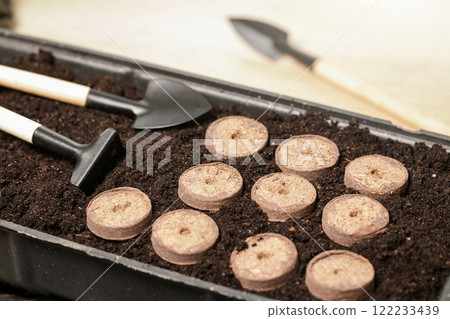 Growing seedlings in peat pellets in an indoor greenhouse or propagation box Growing seedlings in peat pellets in an indoor greenhouse or propagation box 122233439