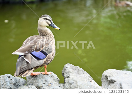 A duck relaxing on a rock 122233545