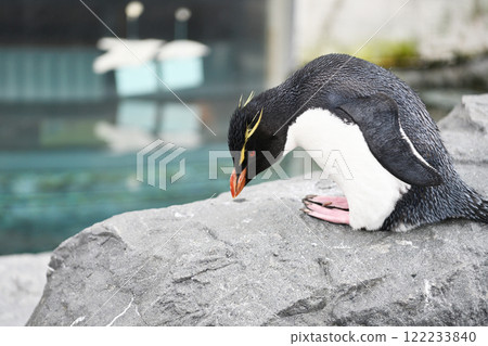 Penguins relaxing on the rocks Penguins relaxing on the rocks 122233840
