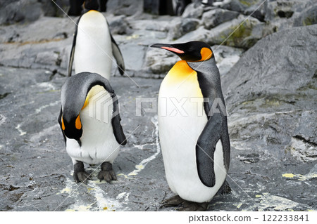 Penguins standing on a rock 122233841