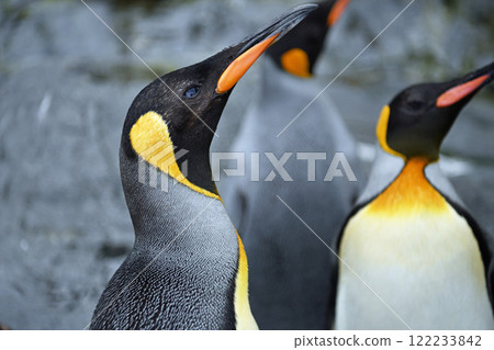 Penguin on a rock 122233842