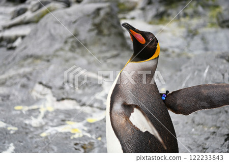 Penguins standing on a rock 122233843