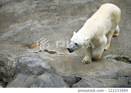 走北極熊 122233894
