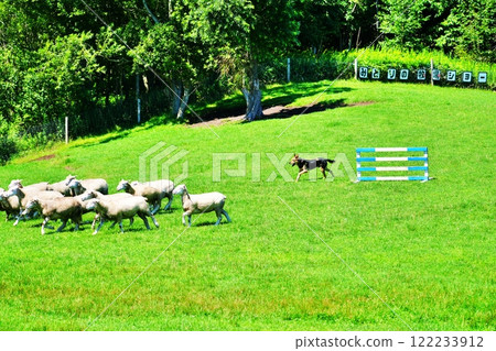 牧羊犬表演風景 牧羊犬表演風景 122233912