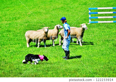 牧羊犬表演風景 122233914