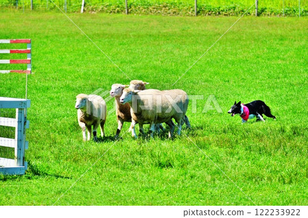 牧羊犬表演風景 牧羊犬表演風景 122233922