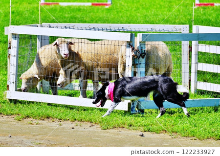 Scenes from the Sheepdog Show 122233927