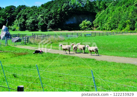 Scenes from the Sheepdog Show 122233929