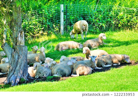 羊場風景（北海道惠庭市惠光林村） 122233953