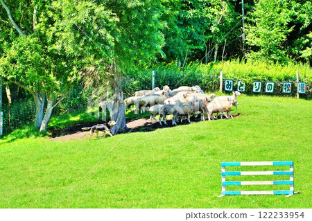 Scenery of a sheep farm (Ecorin Village, Eniwa City, Hokkaido) 122233954