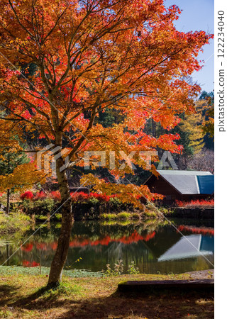 Autumn leaves at Nishi-Ure Pass on the Seseragi Highway (Kiyomi Town, Takayama City, Gifu Prefecture) 122234040