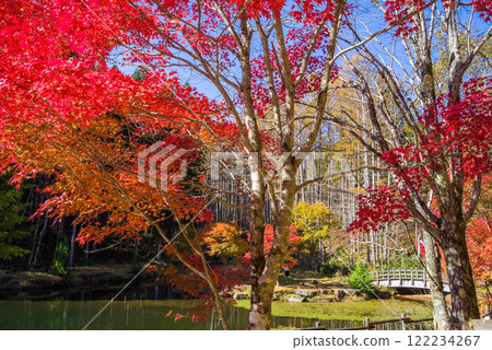 Seseragi高速公路與西雷峠的紅葉(岐阜縣高山市清美町) Seseragi高速公路與西雷峠的紅葉(岐阜縣高山市清美町) 122234267