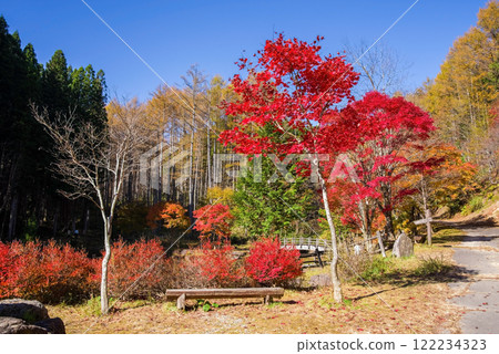 Seseragi高速公路與西雷峠的紅葉(岐阜縣高山市清美町) Seseragi高速公路與西雷峠的紅葉(岐阜縣高山市清美町) 122234323