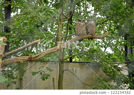 Two owls snuggling together Two owls snuggling together 122234382