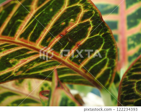 Codiaeum variegatum leaf close up detail Codiaeum variegatum leaf close up detail 122234393