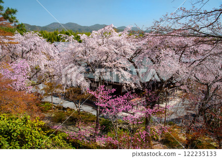 天龍寺櫻花盛開的風景 122235133