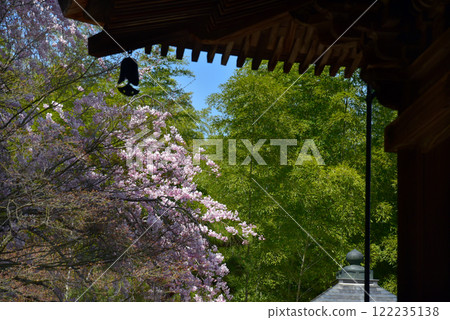 Cherry blossoms in full bloom at Jojakkoji Temple Cherry blossoms in full bloom at Jojakkoji Temple 122235138