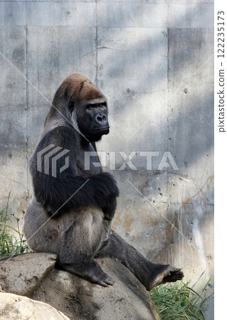 Gorilla sitting and staring 122235173