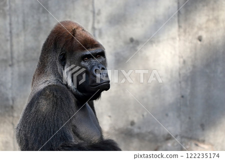 Close-up of a male gorilla's face 122235174