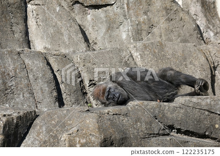 Lying female gorilla 122235175