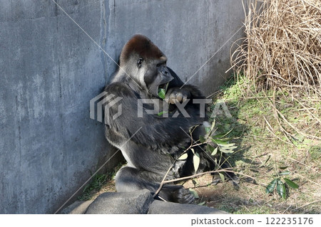 雄性西方大猩猩坐著吃食物 雄性西方大猩猩坐著吃食物 122235176