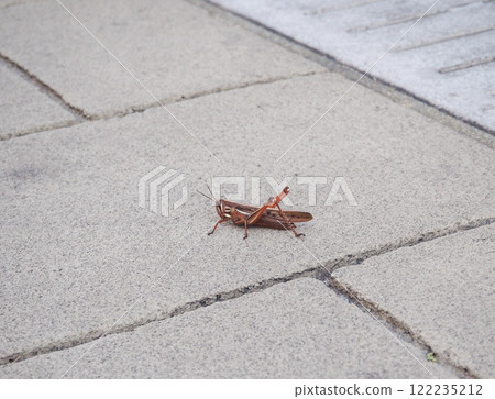 站在路邊的蝗蟲 122235212