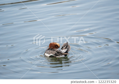 A male mallard grooms himself in the river. Nakanoshima Park, Tosabori River, Osaka City. 122235320