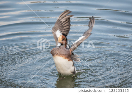 A male wigeon flapping its wings in the river. Nakanoshima Park, Tosabori River, Osaka City. 122235325