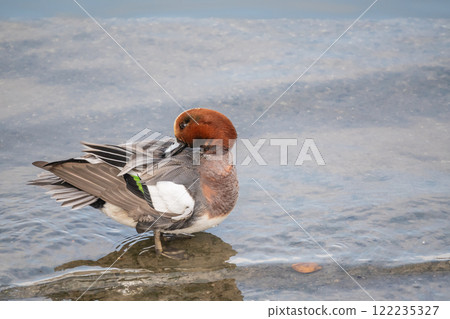大阪市土佐堀川中之島公園河岸上的 Wigeon(雄性) 大阪市土佐堀川中之島公園河岸上的 Wigeon(雄性) 122235327