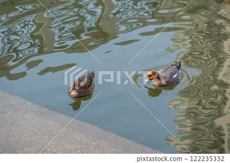 A pair of mallards floating on the river, Tosabori River, Osaka City, Nakanoshima Park 122235332