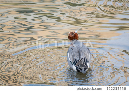 Wigeon (male) Nakanoshima Park, Tosabori River, Osaka City 122235336