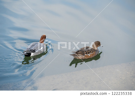 A pair of mallards swimming in the Tosabori River at Nakanoshima Park in Osaka City 122235338