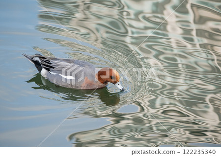 A male Wigeon swimming in the Tosabori River at Nakanoshima Park in Osaka City 122235340