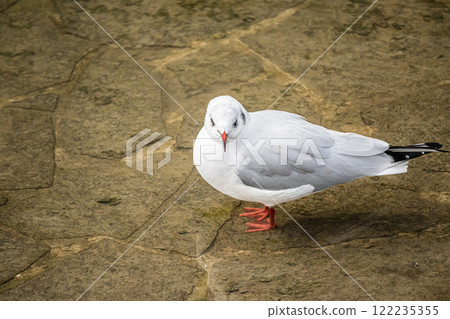Black-headed Gull, Tosabori River, Osaka City, Nakanoshima Park 122235355
