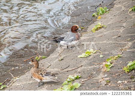 Wigeon, Tosabori River, Osaka City, Nakanoshima Park Wigeon, Tosabori River, Osaka City, Nakanoshima Park 122235361