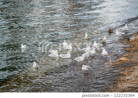 A flock of black-headed gulls on the Tosabori River at Nakanoshima Park in Osaka City A flock of black-headed gulls on the Tosabori River at Nakanoshima Park in Osaka City 122235364