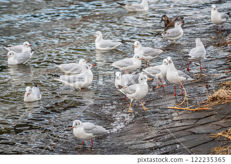 A flock of black-headed gulls on the Tosabori River at Nakanoshima Park in Osaka City A flock of black-headed gulls on the Tosabori River at Nakanoshima Park in Osaka City 122235365